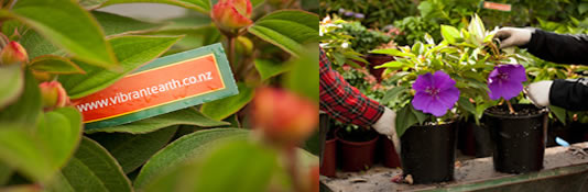 Vibrant Earth- New Zealand Plant Nursery