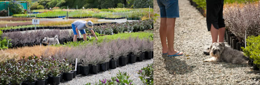Vibrant Earth- New Zealand Plant Nursery Vibrant Earth- New Zealand Plant Nursery