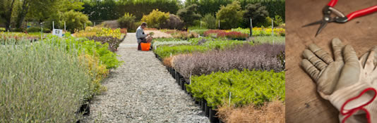 Vibrant Earth- New Zealand Plant Nursery