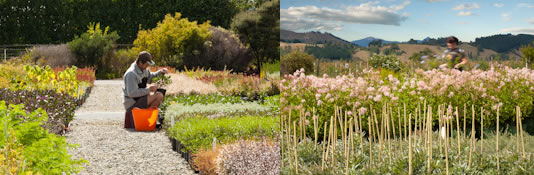 Vibrant Earth- New Zealand Plant Nursery Vibrant Earth- New Zealand Plant Nursery