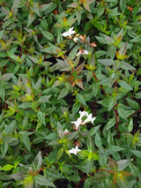 Abelia x grandiflora 'Dwarf White'