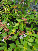 Abelia x grandiflora 'Francis Mason'