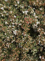 Abelia x grandiflora 'Snow showers'
