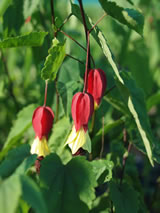 Abutilon megapotamicum 