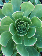 Aeonium arboreum Aeonium arboreum