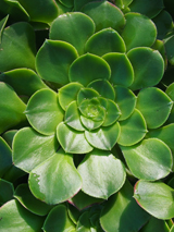 Aeonium canariense var. subplanum Aeonium canariense var. subplanum
