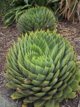 Aloe polyphyla 