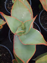 Aloe striata 