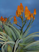 Aloe thraski 