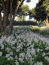 Arthropodium cirrhatum 