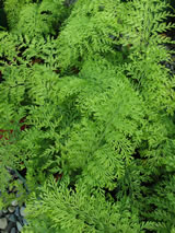 Asplenium bulbiferum 