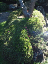 Azalea kurume 'Kirrin'