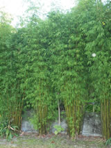 Bambusa  'Gracilis'