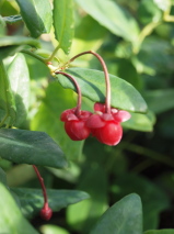Berberidopsis coraillina 
