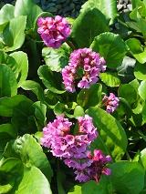 Bergenia cordifolia 'Rotblum'