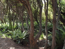 Blechnum discolour 