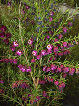 Boronia heterophylla 'Purple Jared'  PVR