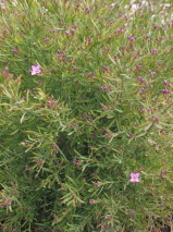 Boronia denticulata 