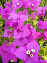 Bougainvillea glabra 'Magnifica Trailli'