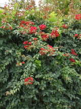 Bougainvillea glabra 'Scarlet O'hara'