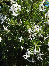 Bouvardia longiflora 'Humboldtii'