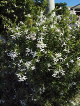 Bouvardia longiflora 'Humboldtii'