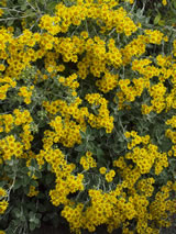 Brachyglottis  'Otari Cloud'