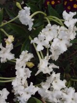 Brunfelsia undulata 'White Caps'