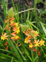 Aloe frutescens Aloe frutescens