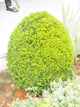 Buxus sempervirens 'Suffruticosa'