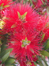 Callistemon viminalis 'Matthew Flinders'