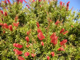 Callistemon citrinus 'Red Cluster'