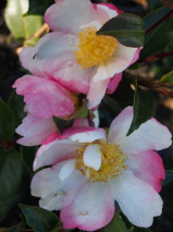 Camellia sasanqua 'Apple blossom' - Camellia - Plant List - Vibrant Earth