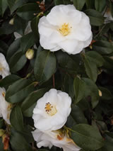 Camellia hybrid 'Avalanche'