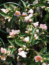Camellia hybrid 'Baby Bear'