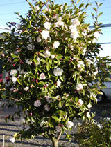 Camellia sasanqua 'Cinnamon Cindy' - Camellia - Plant List - Vibrant Earth