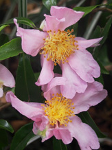 Camellia sasanqua 'Classique'