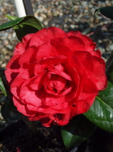 Camellia x williamsii 'Les Jury'