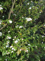 Camellia lutchuensis 