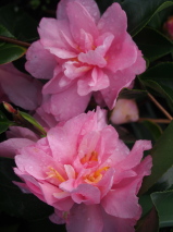 Camellia hybrid 'Marge Miller'