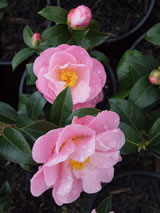 Camellia hybrid 'Nicky Crisp'