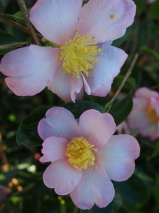 Camellia sasanqua 'Plantation pink'