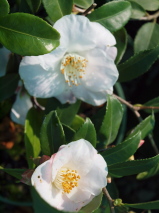 Camellia  'Quintessence'