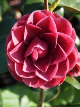 Camellia japonica 'Sir Victor Davis'