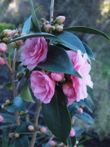 Camellia hybrid 'Spring Festival'