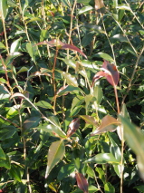 Camellia tsaii 