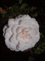 Camellia japonica 'Twilight'
