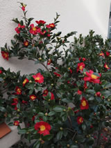 Camellia sasanqua 'Yuletide'