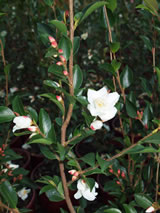 Camellia lutchuensis 