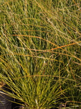 Carex secta 